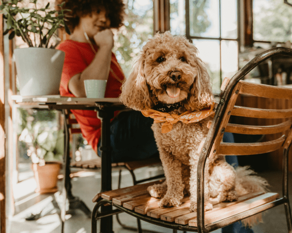 Dog Friendly
